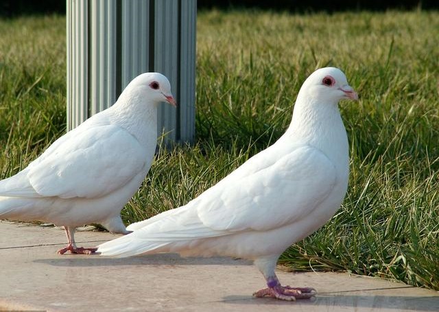 营养专家:经常吃鸽子肉,至少有4大好处