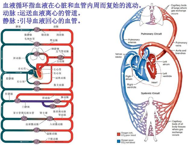 血压调节图解图片