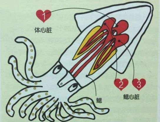 章鱼鱿鱼墨鱼乌贼的区别