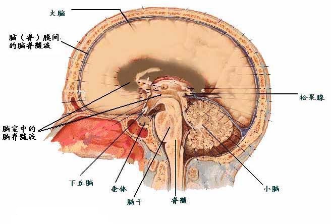 細數垂體泌乳素瘤需與哪些疾病相鑑別診斷?