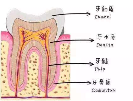 口腔健康,为何还会牙龈萎缩?