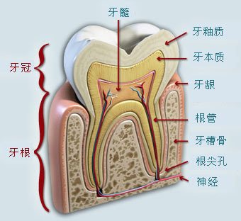 還說沒事,你看看,牙齦都萎縮了