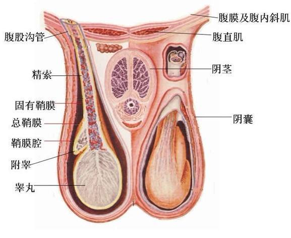 男性睾丸疼痛是得了睾丸炎吗 ? ? ?