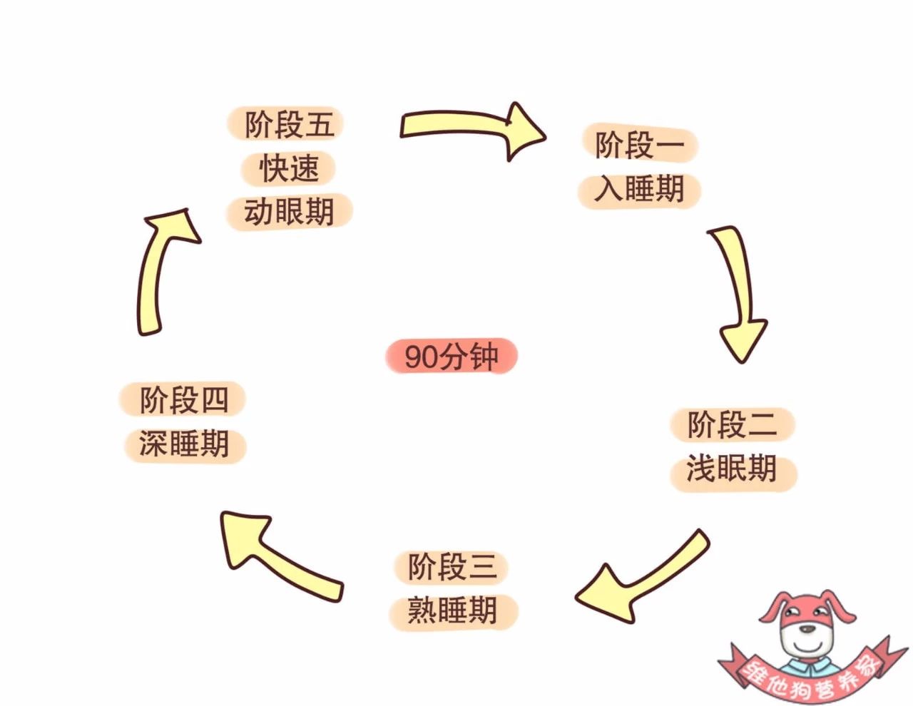 国际睡眠医学将睡眠阶段分为五期:入睡期,浅眠期,熟睡期,深睡期,快速