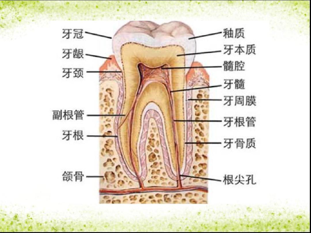 这张图让我们一目了然———我们的牙根被牙槽骨和牙龈牢牢固定