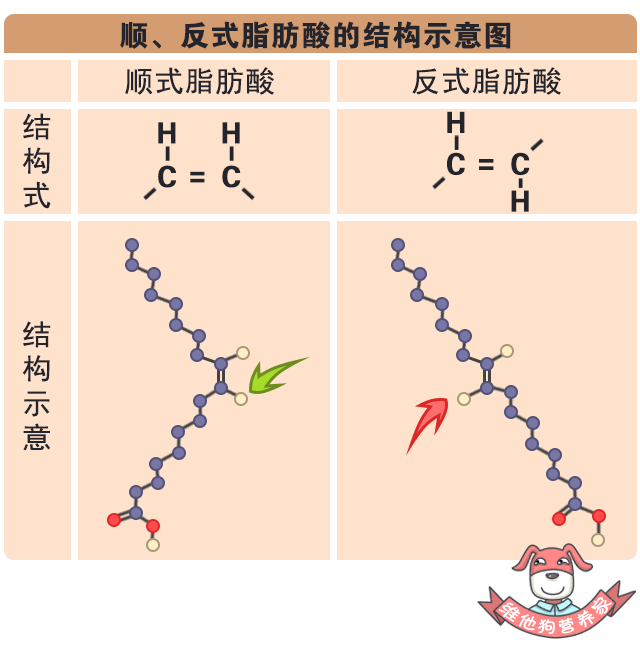 脂肪酸分子结构式图片