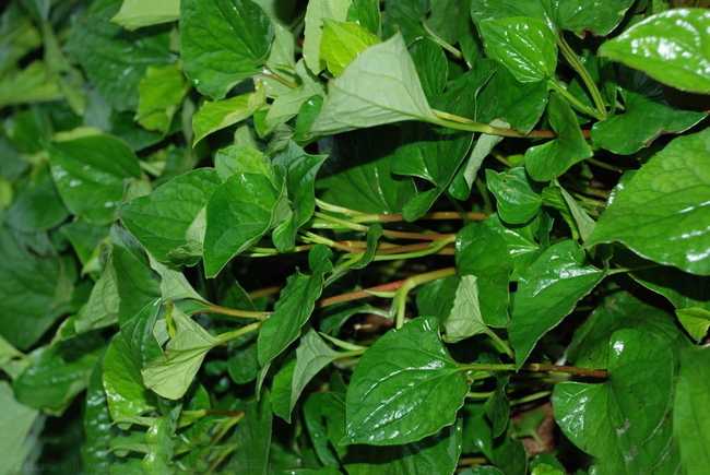 小野菜有大功效甲状腺病人适合多吃这些野菜