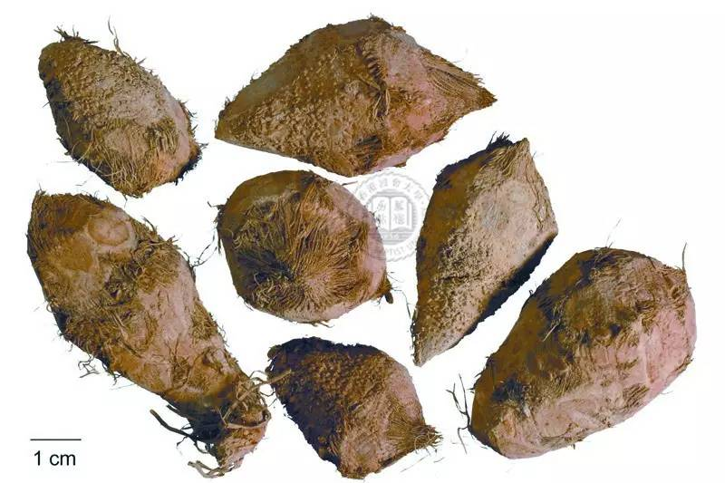 每天一味中草药:三棱,莪术的亲密小伙伴儿