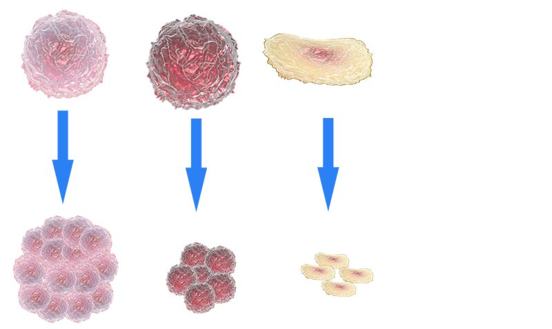 但不断老化的容貌,脂肪细胞的流失,珠圆玉润的容颜悄悄的变得干瘪没有