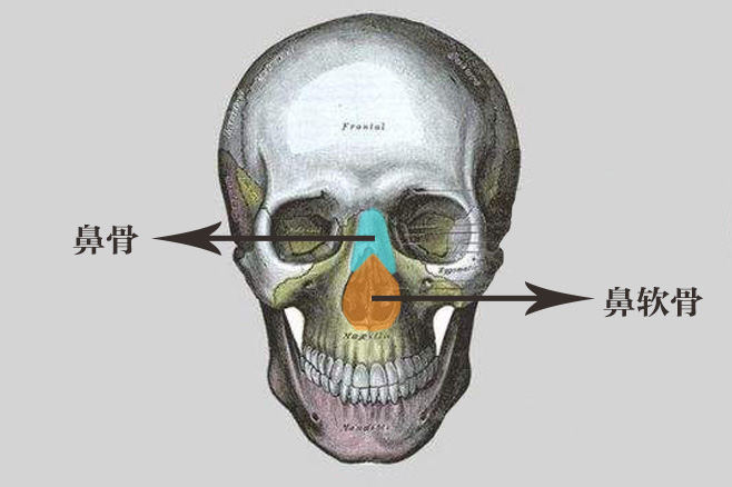 鼻梁骨位置图图片