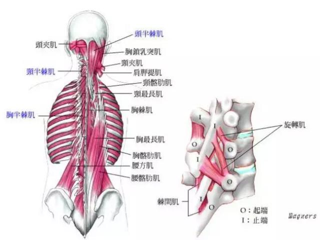 秘籍丨简单的7个动作 在家也能锻炼腰背肌 有效避免下背痛 曾朋住院医师 爱问医生