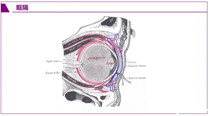 双眼皮解剖结构图解图片