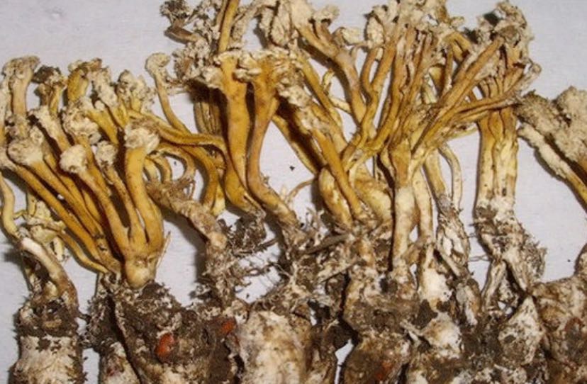 "金蝉花"在癌症患者中的应用-王振清主治医师-爱问医生