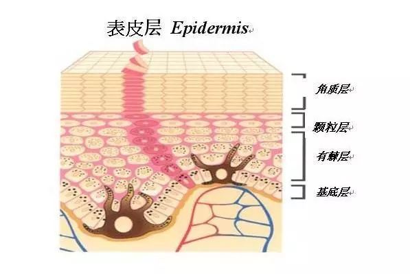 選擇與皮脂膜成分相近,能夠幫助肌膚屏障修復的產品才是正解!