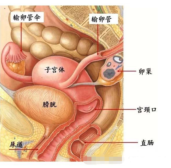 同樣是得了子宮腺肌症,為什麼別人的症狀和我不一樣?