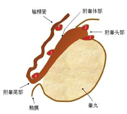 睾丸附件图图片