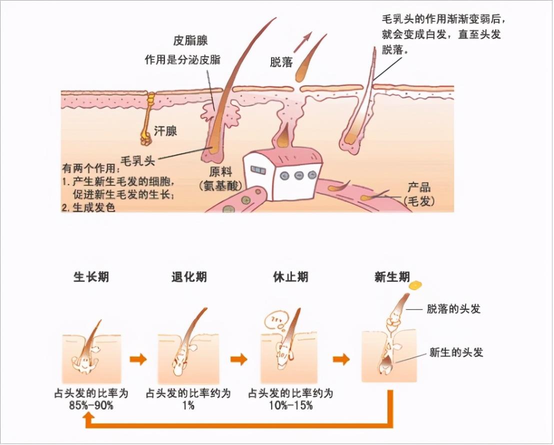 毛发的生命周期来了解下毛发生长的小知识:所以,如果出现洗完头发时