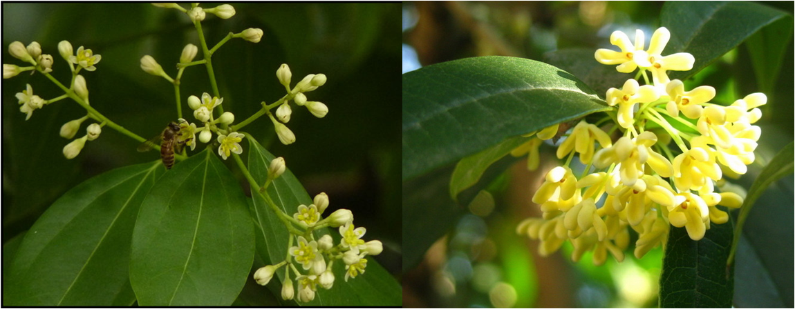 每天一味中草药桂枝治疗风寒感冒发热有汗的良药香味独特