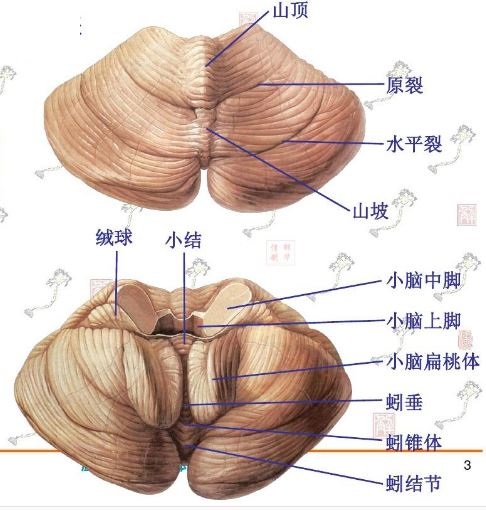 大腦頂葉,枕葉,顳葉,島葉,邊緣葉以及小腦的主要功能