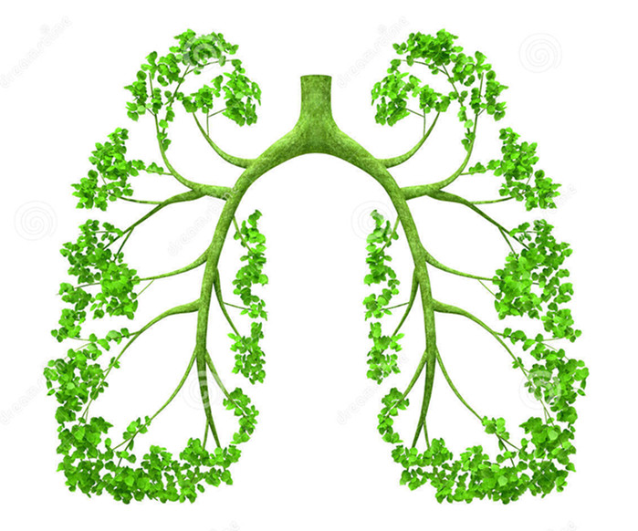 肺形状树图片高清图片