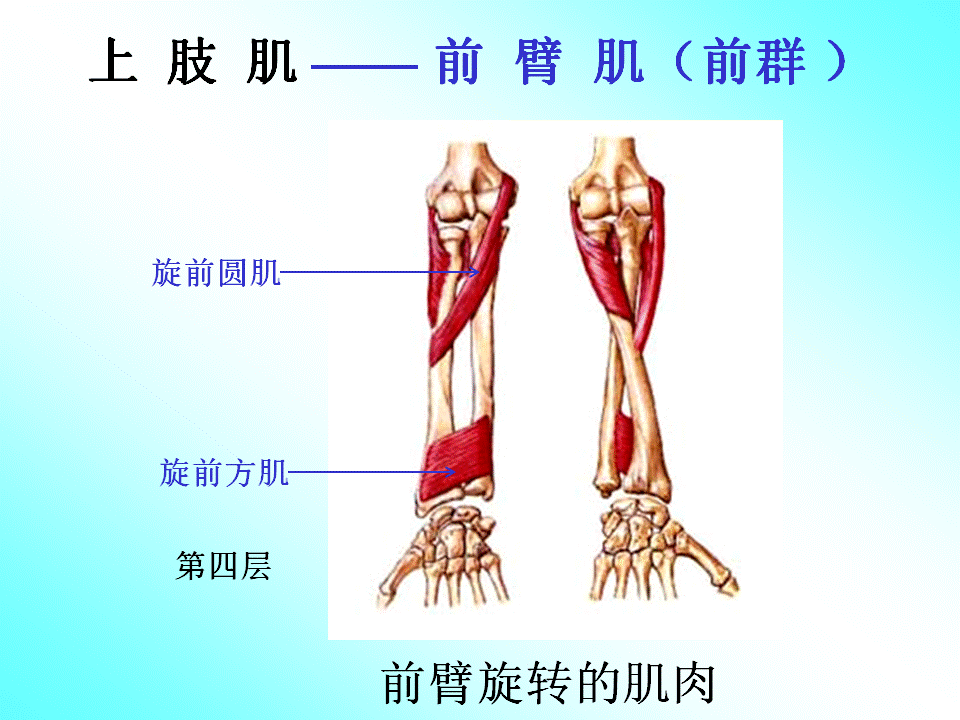 上肢肌前面图片