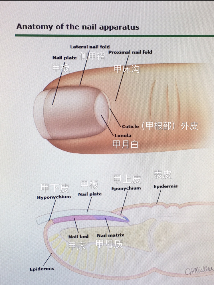 指甲是由甲母质细胞(nail matrix)形成的.