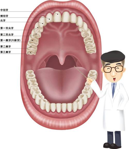 牙齿矫正中需要拔哪几颗牙?