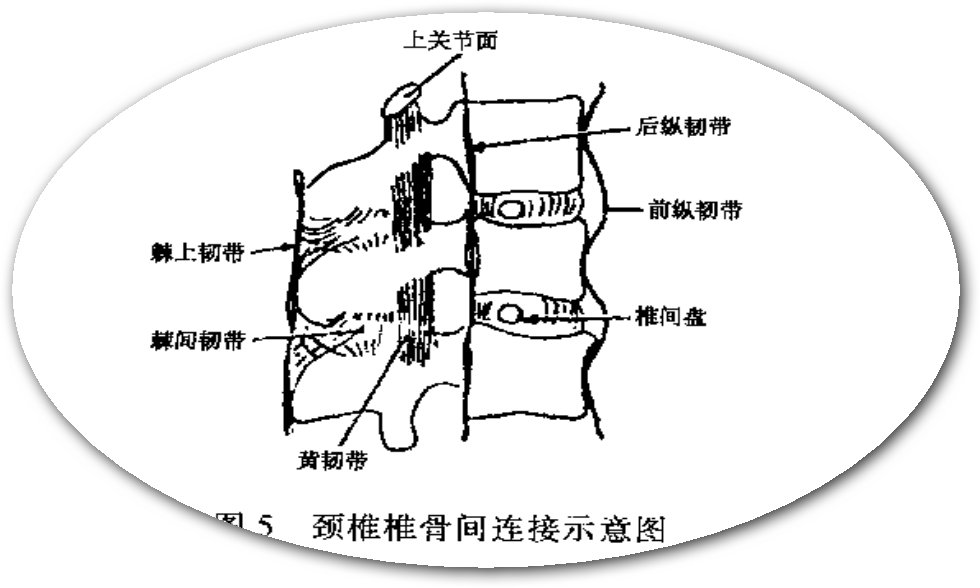 椎骨间的连接结构图图片
