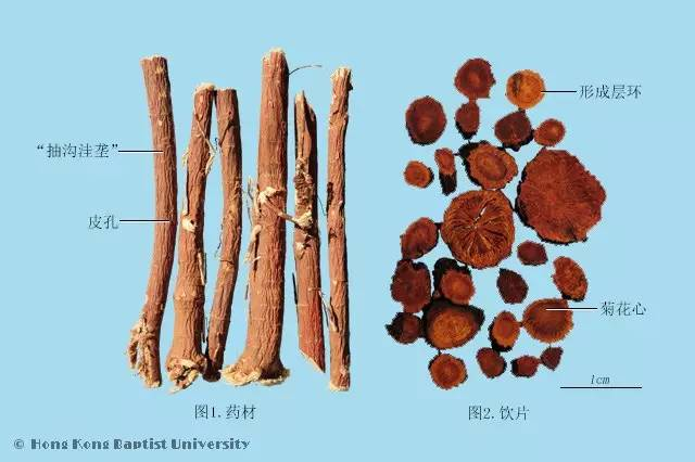 甘草根横切片简图图片