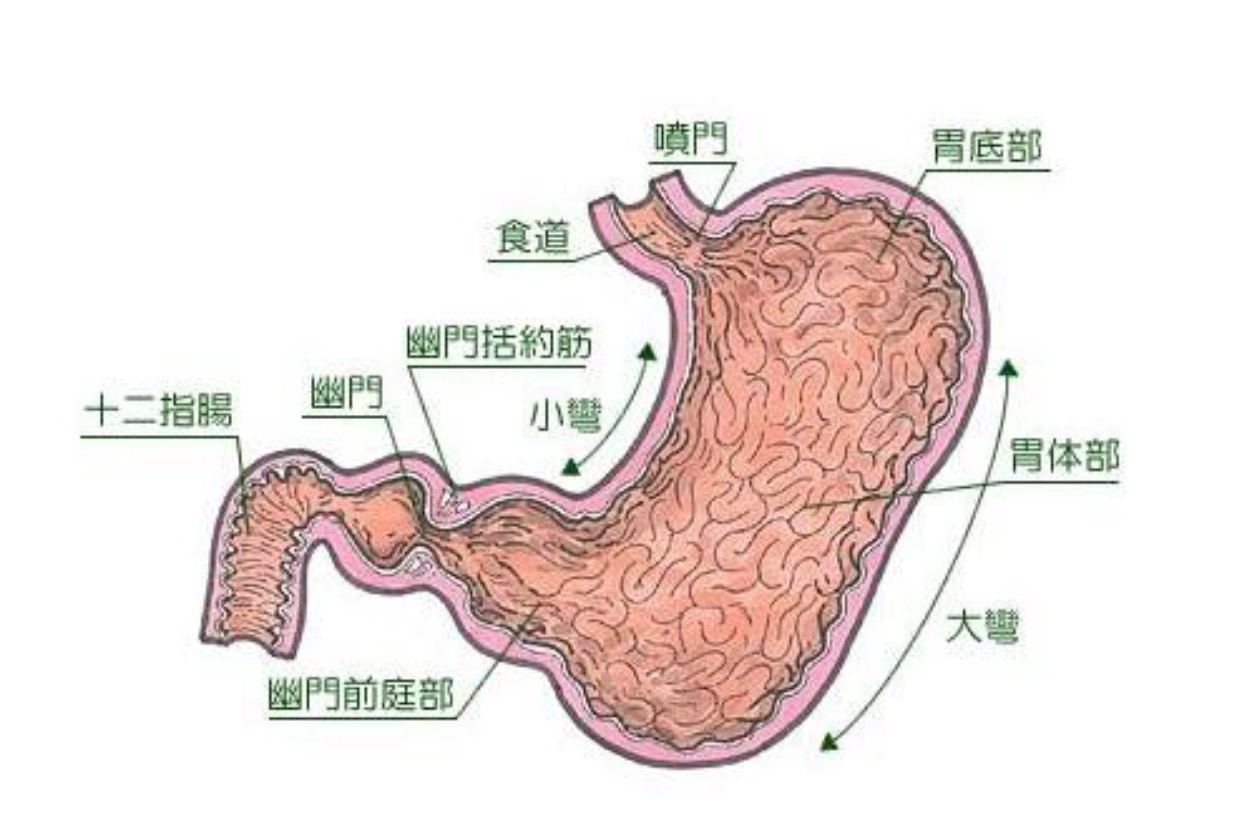 肠上皮化生是什么意思图片