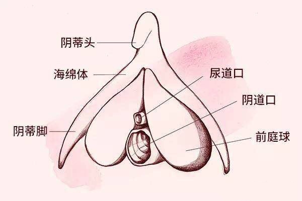 地方,有一小块的皮肤颜色和周围不太一样的豌豆大小的突起,这就是阴蒂