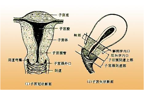 子宫颈下半部伸入阴道内称为宫颈阴道部,上半部称为宫颈阴道上部