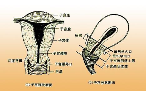 宫颈构造医学图图片