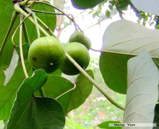 请问云南农业大学附近哪里有桐子树?