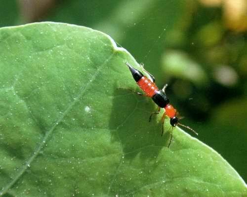 春天外出郊游,隐翅虫皮炎要防备