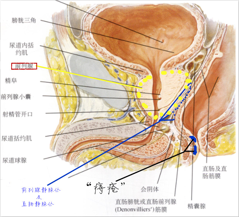 前列腺外周带解剖图图片
