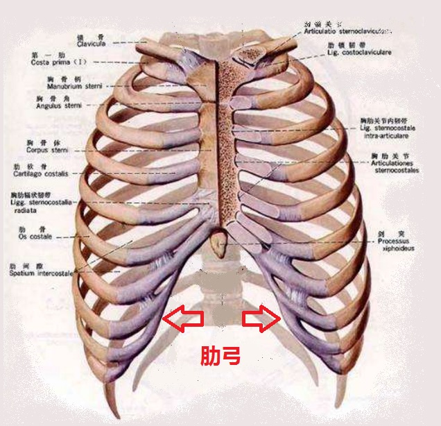 前胸壁图片图片
