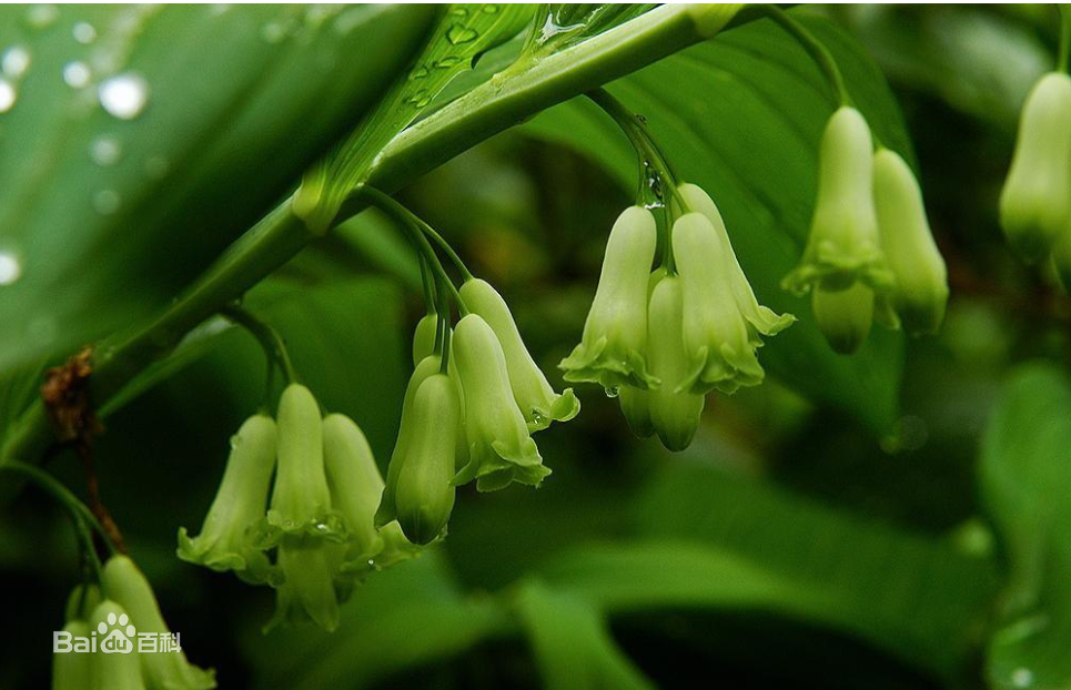 黄精是百合科植物黄精属植物,入药用植物包括:黄精,滇黄精或