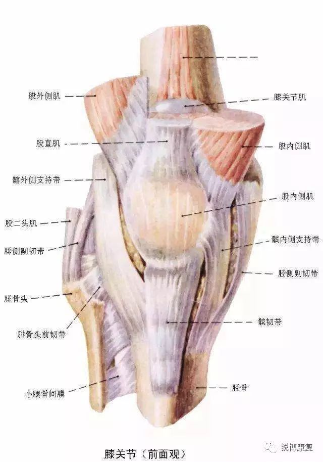 股四头肌肌腱炎位置图片
