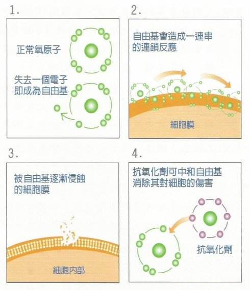 小美:既然這樣,還抗氧化自由基幹嘛?