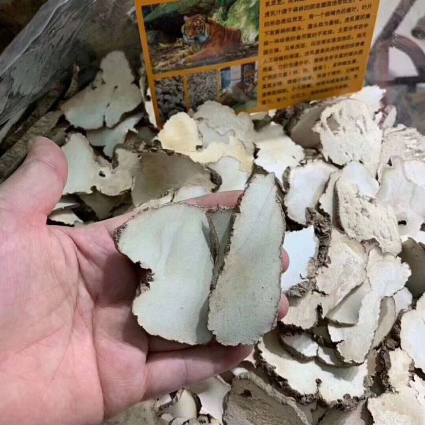 虎乳芝,又称老虎奶或虎乳灵芝.属多孔菌科.是一种珍稀药用真菌.