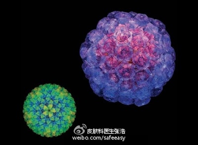 4,尖锐湿疣:病原体为乳头瘤病毒,直径为 0.045-0.055微米.