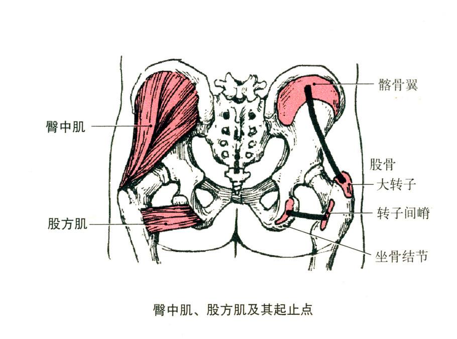 臀屈肌在哪个位置图解图片