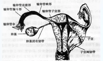 输卵管伞端解剖图图片
