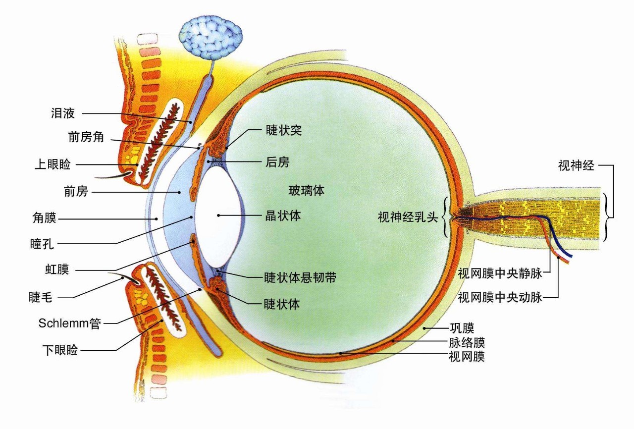 眼睛结构jpg