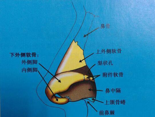 机构相对乏力和外覆软组织皮肤较厚导致的外在表现就短鼻,鼻孔横卧