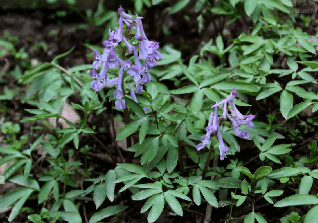 这种草,根茎是止痛良药,胃癌肝癌等癌症疼痛都可以用
