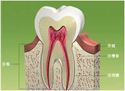 事实上并不是,牙龈萎缩是牙周疾病的一种常见症状,严格意义上来说,不