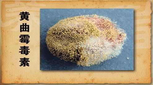 黄曲霉毒素.jpg