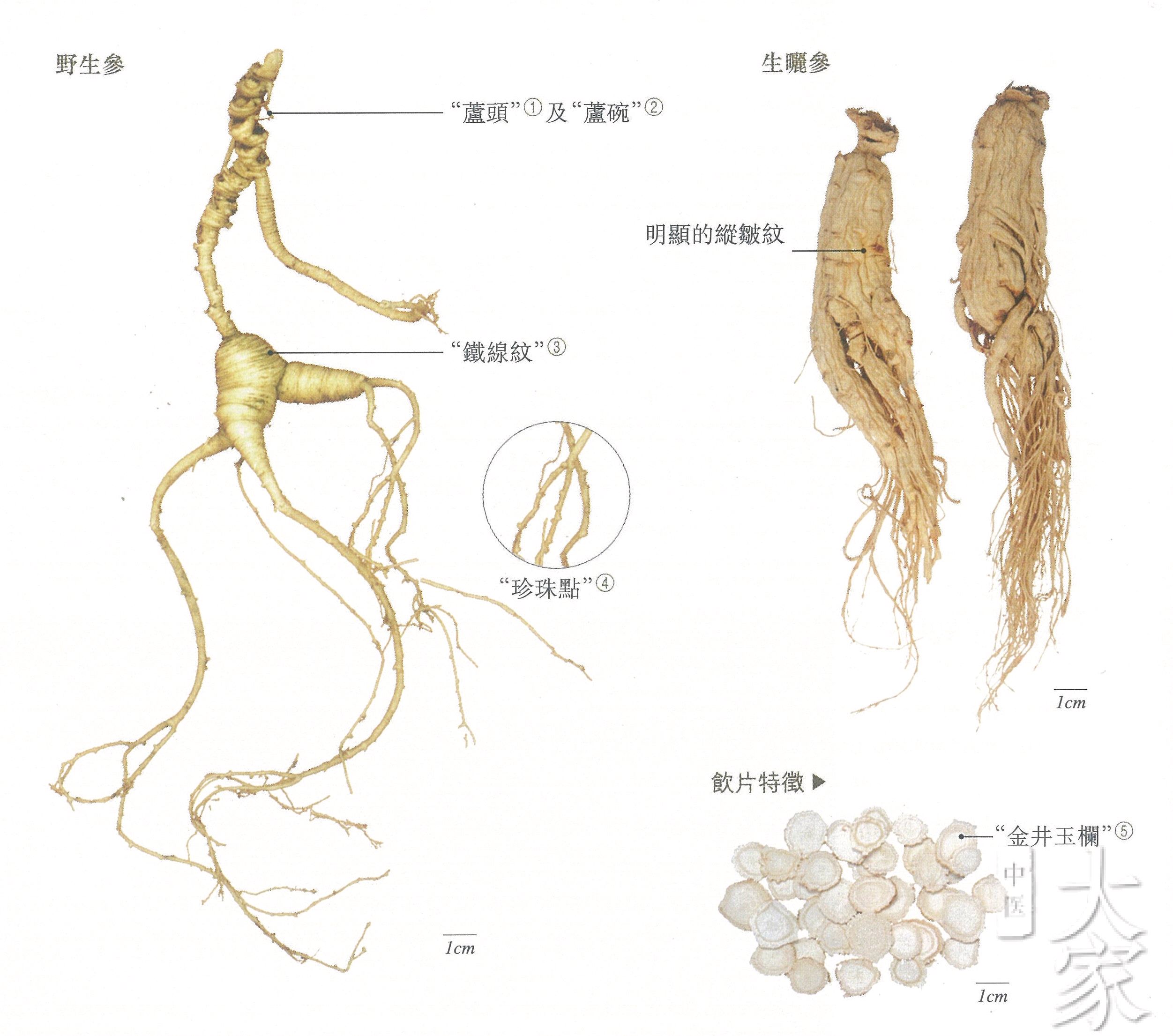 人参党参丹参西洋参到底有什么区别